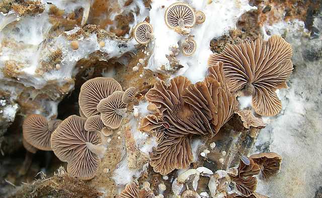 Melanotus horizontalis   (Bull.)    P.D. Orton
